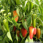 Baby Belle Mini Snack/Salad Peppers Seeds Renee's Garden