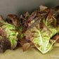 Ruby Gem Baby Romaine Lettuce Seeds Renee's Garden