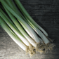 Evergreen Scallion Art Pack Hudson Valley Seed Company