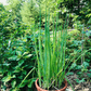 Evergreen Scallion Art Pack Hudson Valley Seed Company
