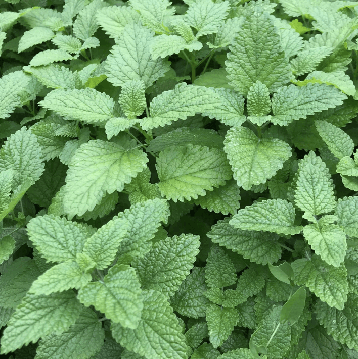Lemon Balm Art Pack Hudson Valley Seed Company