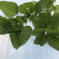 Lemon Balm Art Pack Hudson Valley Seed Company