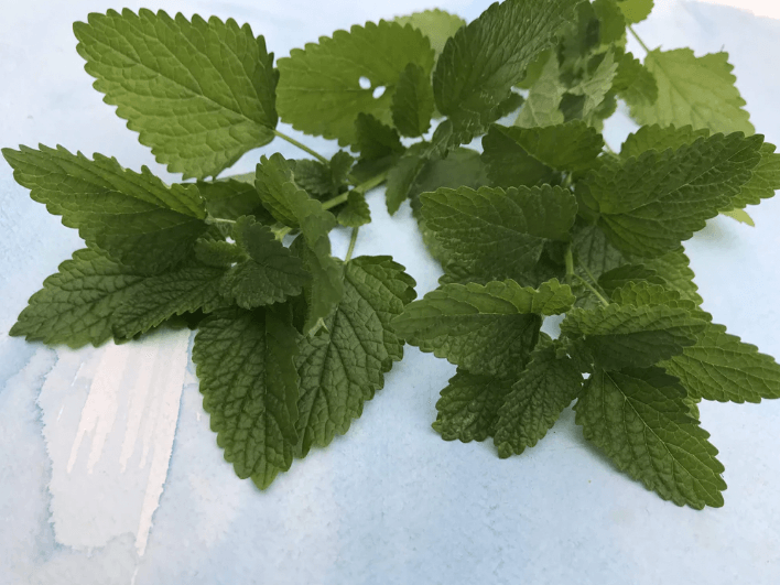 Lemon Balm Art Pack Hudson Valley Seed Company