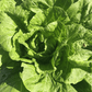 Nozaki Chinese Cabbage Art Pack Hudson Valley Seed Company