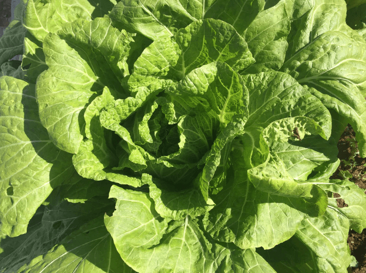 Nozaki Chinese Cabbage Art Pack Hudson Valley Seed Company