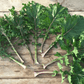 All Stars Kale Art Pack Hudson Valley Seed Company
