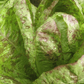 Spotted Trout Lettuce Art Pack Hudson Valley Seed Company