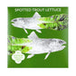 Spotted Trout Lettuce Art Pack Hudson Valley Seed Company