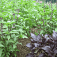 Basil Bouquet Art Pack Hudson Valley Seed Company