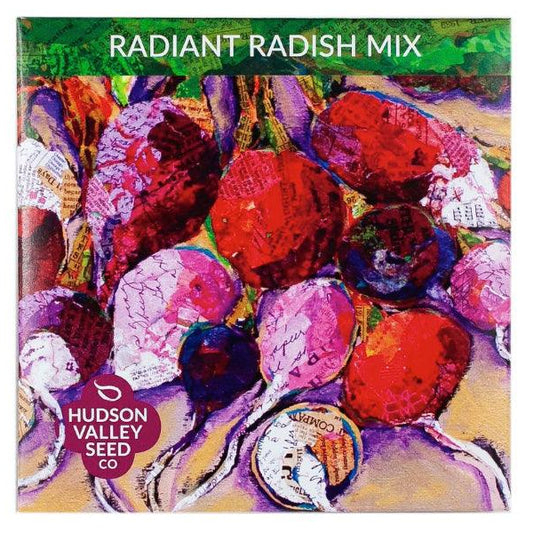 Radiant Radish Mix Art Pack Hudson Valley Seed Company
