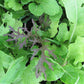 Salad Savor Lettuce Mix Art Pack (Organic) Hudson Valley Seed Company
