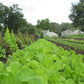 Salad Savor Lettuce Mix Art Pack (Organic) Hudson Valley Seed Company