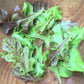 Metta Lettuce Mix (Organic) Hudson Valley Seed Company