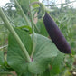 Sugar Magnolia Snap Pea Art Pack Hudson Valley Seed Company