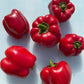 King of the North Sweet Bell Pepper Art Pack (Organic) Hudson Valley Seed Company
