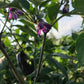 Pippin's Golden Honey Sweet Pepper Art Pack (Organic) Hudson Valley Seed Company