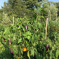 Pippin's Golden Honey Sweet Pepper Art Pack (Organic) Hudson Valley Seed Company