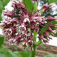 Milkweed Art Pack Hudson Valley Seed Company