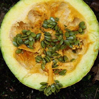 Organic Styrian Pumpkin Seeds Strictly Medicinal