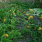 Organic Styrian Pumpkin Seeds Strictly Medicinal