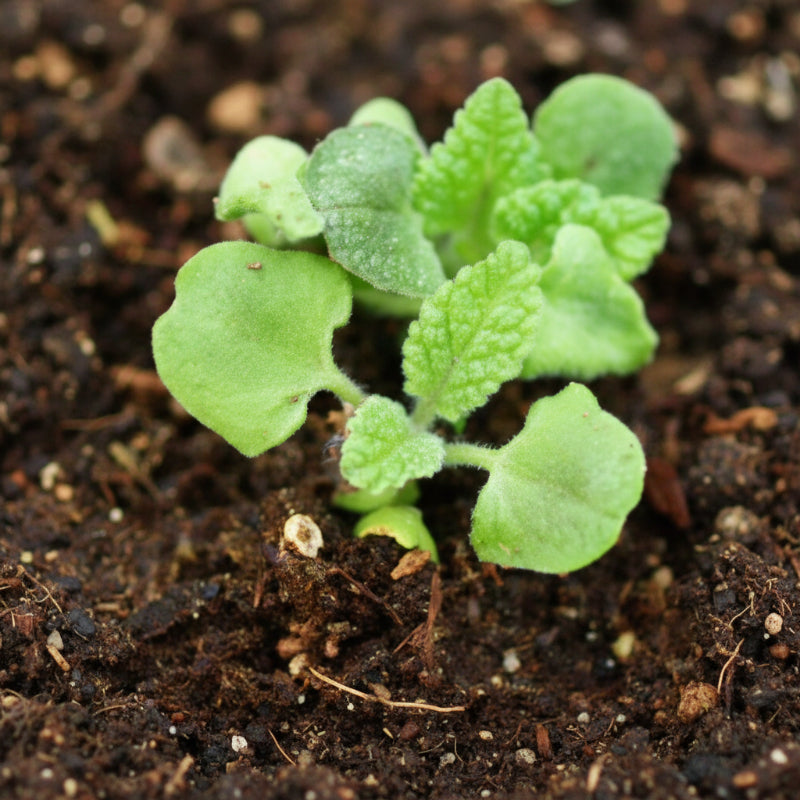Organic Pitcher Sage Seeds Strictly Medicinal