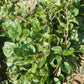 Malabar Spinach Seeds (Organic) Strictly Medicinal