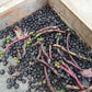 Malabar Spinach Seeds (Organic) Strictly Medicinal