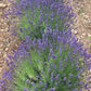 Organic Hidcote Lavender Seeds Strictly Medicinal