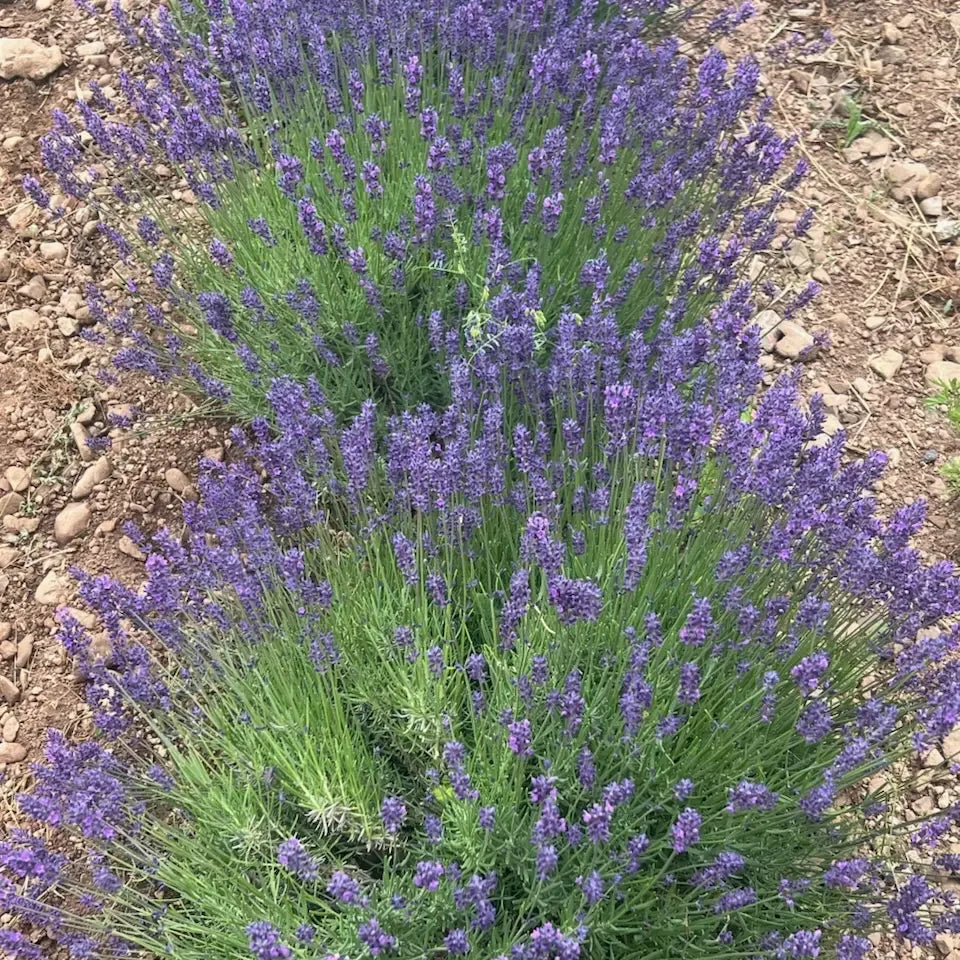 Organic Hidcote Lavender Seeds Strictly Medicinal