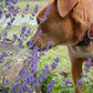 Organic Hidcote Lavender Seeds Strictly Medicinal