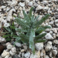 Organic Hidcote Lavender Seeds Strictly Medicinal