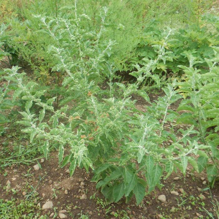 Organic African Ashwagandha Seeds Strictly Medicinal