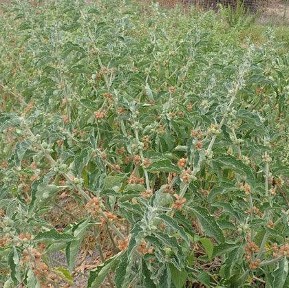Organic African Ashwagandha Seeds Strictly Medicinal