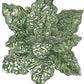 Bloomsdale Spinach Seeds (Organic) Peaceful Valley