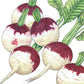 Purple Top White Globe Turnip Seeds (Organic) Peaceful Valley