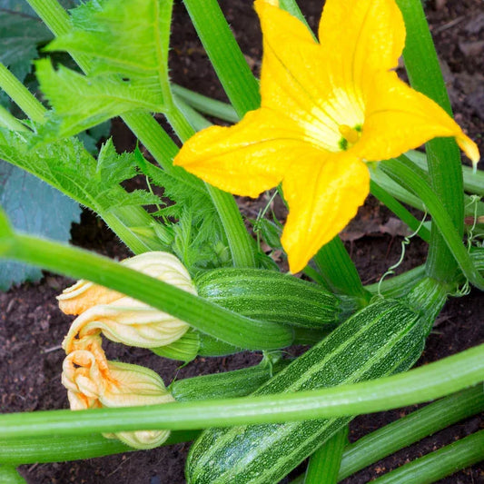 Organic Cocozelle Summer Squash Grow Organic