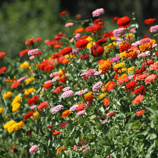 Thumbelina Mix Zinnia (Organic) True Leaf Market