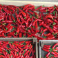 Chimayo Mild Chili Pepper Seeds High Desert Seed and Gardens