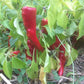 Chimayo Mild Chili Pepper Seeds High Desert Seed and Gardens