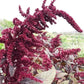 Hopi Red Dye Amaranth Flower Seeds High Desert Seed and Gardens