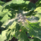 High Desert Mix Quinoa Grain Seeds High Desert Seed and Gardens
