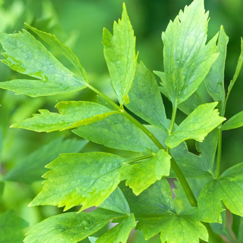 Lovage Seeds High Desert Seed and Gardens