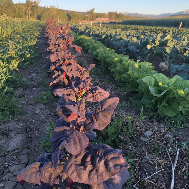 Ruby Mountain Spinach (Orach) Seeds High Desert Seed and Gardens
