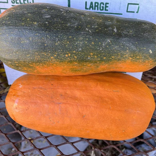 Algonquin Winter Squash Seeds High Desert Seed and Gardens