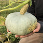 Stella Blue Winter Squash Seeds High Desert Seed and Gardens