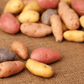 Fingerling Mix Potato (Organic) Grow Organic
