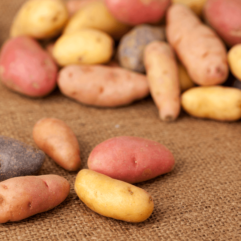 Fingerling Mix Potato (Organic) Grow Organic