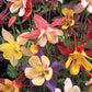 Columbine, "McKana's Giant Mix" 1/4 lb Grow Organic