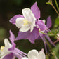 Columbine, "McKana's Giant Mix" 1/4 lb Grow Organic