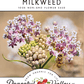 Narrowleaf Milkweed Seeds Peaceful Valley